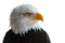 eagle, kotka, lintu, bire - gratis png animeret GIF
