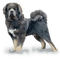 Mastiff Dog - GIF animado grátis