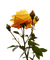 Kaz_Creations Deco Flowers Colours - nemokama png animuotas GIF