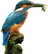 Birds bp - ilmainen png animoitu GIF