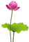 Lotus - zdarma png animovaný GIF