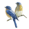 dulcineia8 pássaros - Free PNG Animated GIF