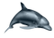 delfiini - png grátis Gif Animado