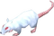 3D rat - Free PNG Animated GIF
