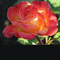 MMarcia gif rosas - 免费动画 GIF 动画 GIF