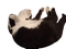 "my" small cat chilling with a sloppy style - ingyenes png animált GIF