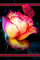 mariposa  rosa - Besplatni animirani GIF animirani GIF