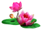 waterlily lotus  nénuphar - PNG gratuit GIF animé