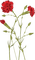 carnation flowers - PNG gratuit GIF animé