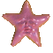 Starfish man - 無料のアニメーション GIF アニメーションGIF