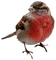 Kaz_Creations Birds Bird Red-Brown