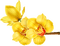 orchids Bb2 - kostenlos png Animiertes GIF