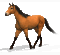 horse. horses bp - GIF animado grátis Gif Animado