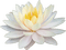 Lotus - png gratis GIF animasi