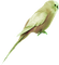 Perico plumaje verde - png gratis GIF animado