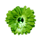 kikkapink deco scrap green flower - PNG gratuit GIF animé