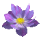Lotus Flower - 免费动画 GIF 动画 GIF