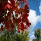 Kaz_Creations Backgrounds Background Autumn - png gratis GIF animado
