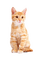 Katze, Rot, cat, red - png gratis GIF animasi
