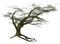 tree - besplatni png animirani GIF