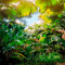 tropical background by nataliplus - PNG gratuit GIF animé