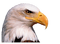 Kaz_Creations Eagle Bird Birds - png grátis Gif Animado