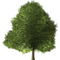 tree, puu - 無料png アニメーションGIF