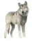 wolf - zdarma png animovaný GIF