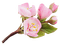 kikkapink deco flowers pink - PNG gratuit GIF animé