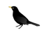 Gothic raven - nemokama png animuotas GIF