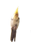 my cockatiel - Free PNG Animated GIF