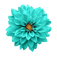 fleur dalhia turquoise - PNG gratuit GIF animé
