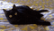 MMarcia gif gato preto - GIF เคลื่อนไหวฟรี GIF แบบเคลื่อนไหว