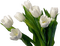flower,tulip - nemokama png animuotas GIF