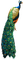 Peacock - bezmaksas png animēts GIF