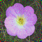 encre fleur - 無料のアニメーション GIF アニメーションGIF