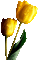 tulip gif (created with gimp) - GIF animé gratuit GIF animé