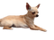 Hund, Chihuahua - 免费PNG 动画 GIF