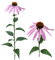 flowers katrin - png gratis GIF animasi