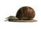 escargot - ilmainen png animoitu GIF