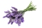 lavender flowers bp - Free PNG Animated GIF