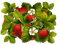 strawberry by nataliplus - nemokama png animuotas GIF