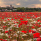 dolceluna poppy poppies field animated background - Zdarma animovaný GIF animovaný GIF