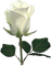 Kaz_Creations Deco Flowers Roses Flower - darmowe png animowany gif