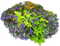 Pflanze - zdarma png animovaný GIF