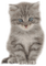 dulcineia8 gatos - Free PNG Animated GIF