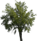tree puu luonto nature - ilmainen png animoitu GIF