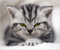 chat clin d'oeil - GIF animé gratuit GIF animé