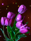 MMarcia gif flores fleur fundo - GIF animé gratuit GIF animé