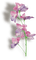fleurs deco - png gratis GIF animado